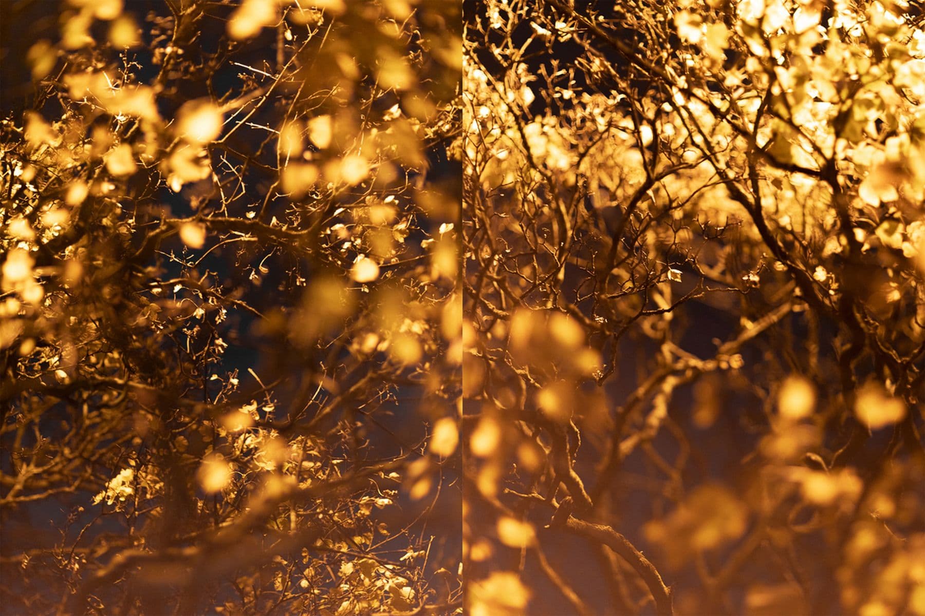 An extreme close-up photograph of twigs and branches in dappled light, golden tones.